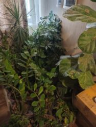 садовая тележка: Гулдор сатылат цветы продаются lalafo.kg да садовая тележка: Гулдор сатылат цветы продаются