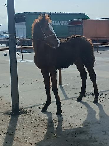 Лошади, кони: Продаю | Жеребенок | Рабочий — 6