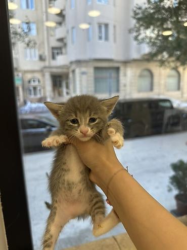 Bala pişiklər sahibləndirilir 4 baladı hansını istəsəz götürə lalafo.az -da Bala pişiklər sahibləndirilir 4 baladı hansını istəsəz götürə