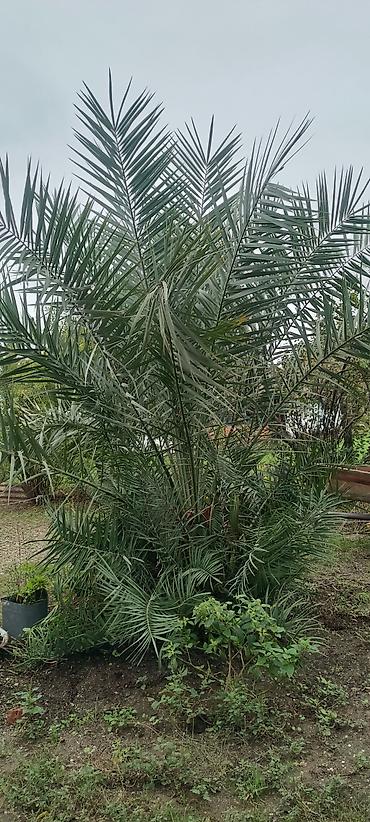 ana ari satisi 2026: Xurma palmı – dekorativ bağ bitkisi - Növ: Phoenix dactylifera (xurma — 1