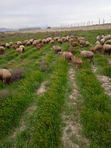 Qoyunlar, qoçlar: Dişi, il: 1, Damazlıq, Ünvandan götürmə — 5