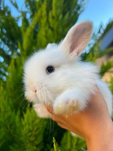 pişik şekli cekmek: Salam əziz dostlar, bizdə hər növ dovşan var. Bunlar dovşanların öz — 5