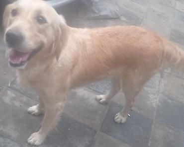 xaski it adlari: Retriever, Dişi, Peyvəndli — 1
