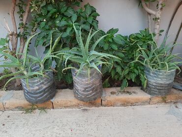 Aloe: 4 ildən böyük aloe gülləri satılır