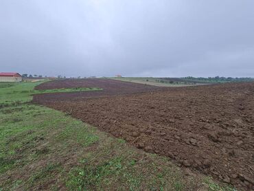 Torpaq sahələrinin satışı: 100 sot, Kənd təsərrüfatı, Mülkiyyətçi, Kupça (Çıxarış) — 7
