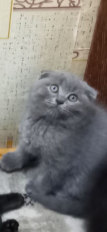 Pişiklər: Britan, Erkək, Dişi, Ünvandan götürmə -da lalafo.az — 9 Pişiklər: Britan, Erkək, Dişi, Ünvandan götürmə — 9