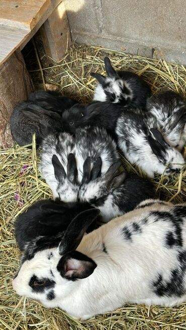 Другие животные: Продам крольчат 3х месячных, 6 месячных