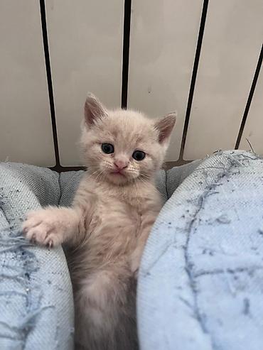 Pişiklər: Erkək, Dişi, Yaxşı əllərə, Ünvandan götürmə, Pulsuz çatdırılma, Ödənişli çatdırılma — 9