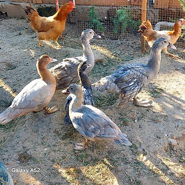 meinkun kedi fiyatları: 3 ədəd Lavanda 1 ədəd Fındığı 1 ədəd Macar cəmi 5 ədəd ördəydi 1 — 3