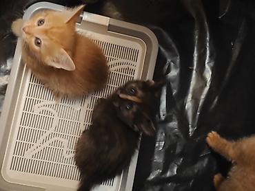 Мышыктар: Котята домашние,им 1.2 месяца, короткошёрстные. На фото — несколько — 9