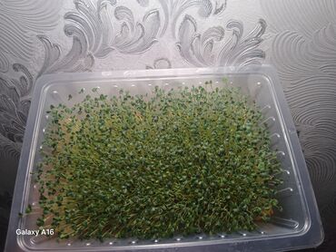 жангак пайдасы: Көк чөптөр жана микро жашылчалар, Микро жашылчалар, Өзү алып кетүү, Акылуу жеткирүү