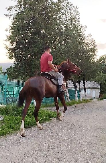 Лошади, кони: Продаю | Жеребенок | Конный спорт | Племенные — 15