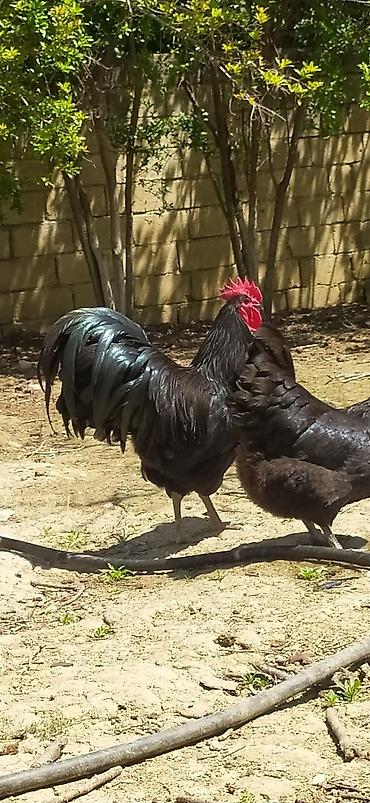 it satisi 2020: Australorp Alman cinsi cücə 4.50 və yumurta 2.50 — 5