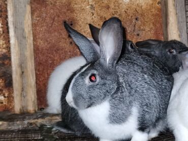 karlik dovşanlar: Salam.balaca dovsanlar biri 5 manat boyukler ise cutu 15