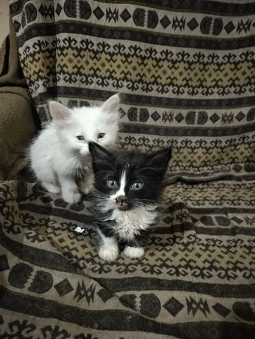 шотландская прямоухая кошка: 1 месяц, Мальчик, Белый, Приучена к лотку