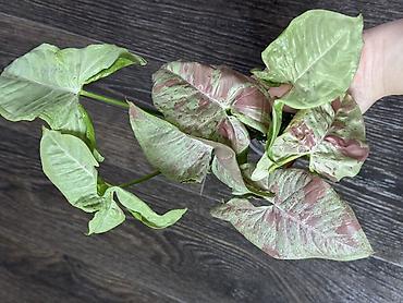 Другие комнатные растения: Добрый день! В продаже комнатные растения: Сингониумы - конфетти — 22