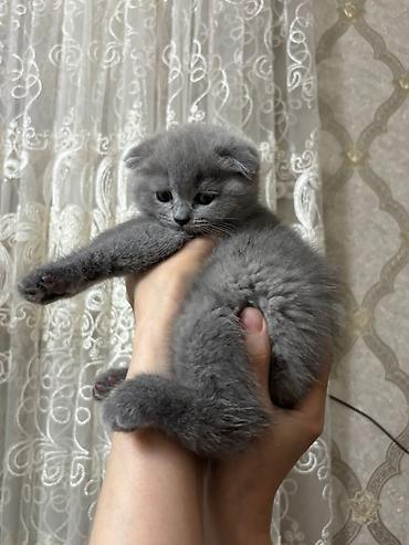 Кошки: Шотландская вислоухая, Самка, Самовывоз, Бесплатная доставка, Платная доставка — 2