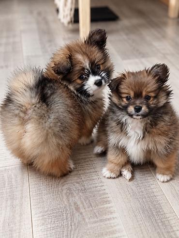 Продажа собак: Щенки-полупомеранцы ищут дом! 🐶❤️ Продаются очаровательные щенки! ❤️🐶 — 6