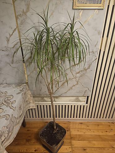 Растения: Dracena marginata (Ejderha ağacı) – otaq bitkisi - Bitki növü — 3