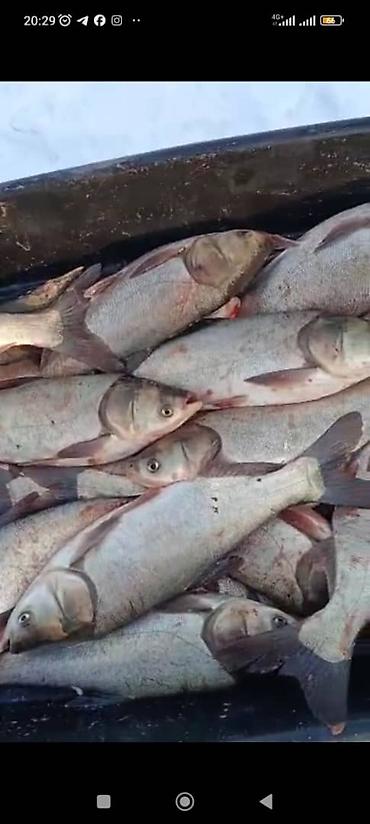 купить пакеты для вакууматора: Свежевыловленная рыба (предположительно толстолобик/пелядь по внешним — 1