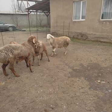 Баран, овца: Продаю | Овца (самка) | Для разведения — 6