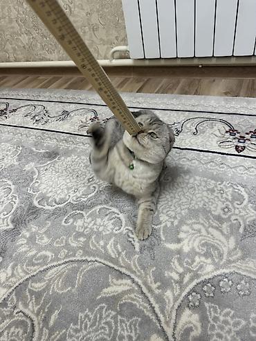 Продажа кошек: Скотиш Фолд (Шотландская вислоухая), 10 месяцев, Мальчик, Проглистована, Приучена к лотку — 10