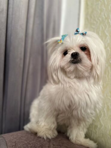 İtlər: Maltipu (Maltese x Pudel) balaları - Cins: Maltipu – hipoallergen — 11