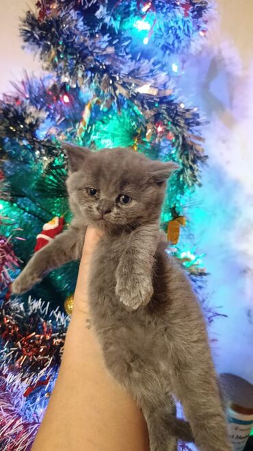 Pişiklər: 200 manatdan başdıyan qiymətlər 1000 manata kimi. Qiymət pişiyin — 4