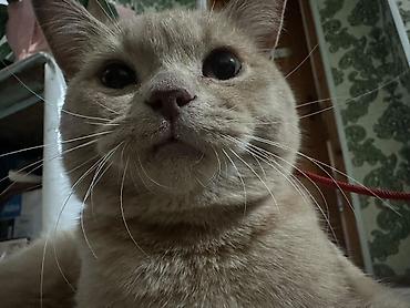 кошка шотландская вислоухая: Кошка даром: Скотиш Фолд (Шотландская вислоухая), 6 месяцев, Мальчик, С прививками — 1
