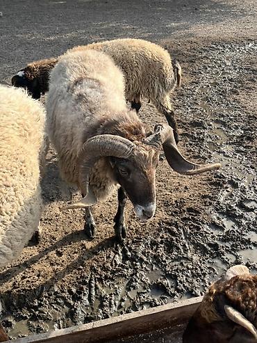 mal qara fermalari: Qoch (erkək qoyun) – iri buynuzlu, sağlam və güclü nəsil başçısı - — 3