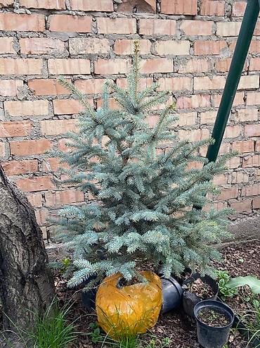 китайские леса: Ели голубые, зелёные и тяньшанские в горшках 🌲 Продаём здоровые — 3