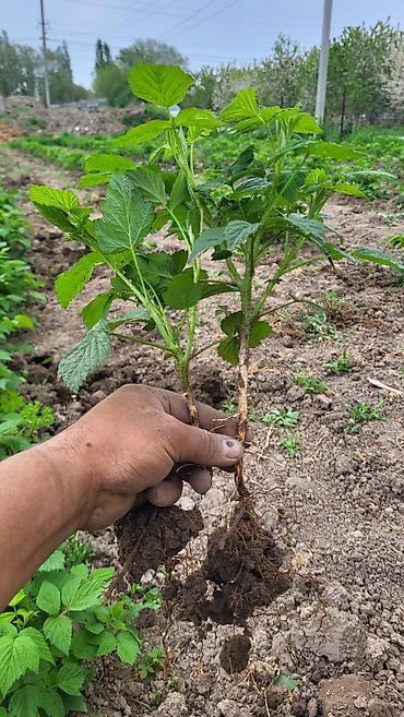 Малина: Саженцы малины. сорт полька - Сильные однолетние побеги с развитой — 1