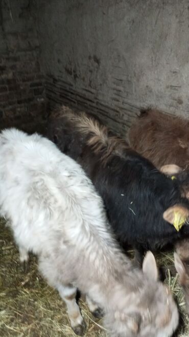 Коровы, быки: Продаю | Тёлка | На откорм — 2