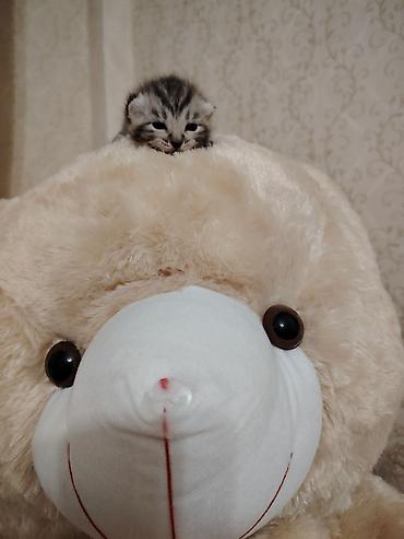 Pişiklər: Şotland -da lalafo.az — 5 Pişiklər: Şotland — 5