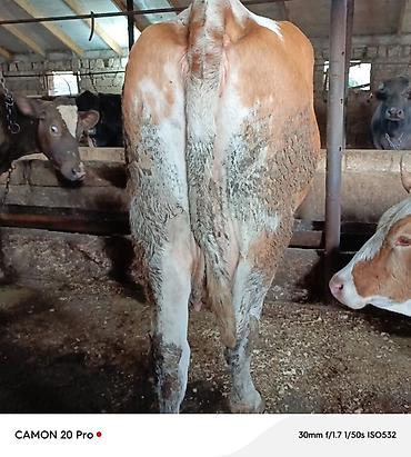 su qablari: 2 ci qarina 4 ayliq bogaz simmental duye satilir. Hal hazırda 14-16 — 2