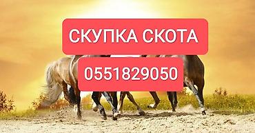 помощь животным: Частное лицо, Колбасный цех : Коровы, быки, Лошади, кони, | Круглосуточно, Любое состояние, Забитый — 1