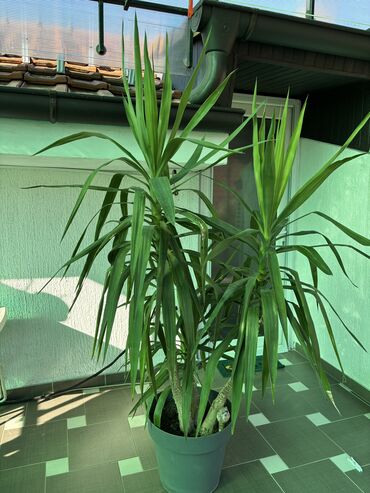 Knjige i stripovi: Dve novogodisnje zvucne knjigice za decu,jedna je 800dinara,knjigici na lalafo.rs — 25 Knjige i stripovi: Dve novogodisnje zvucne knjigice za decu,jedna je 800dinara,knjigici — 25