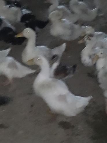 Ördəklər: Satışda ördək sürüsü - Növ: ağ və qarışıq rəngli ev ördəkləri — 4