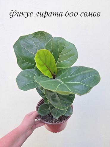 Фикустар: 🪴 Фикусы разных сортов в продаже. 🌿 Названия сортов и цены указаны на — 3