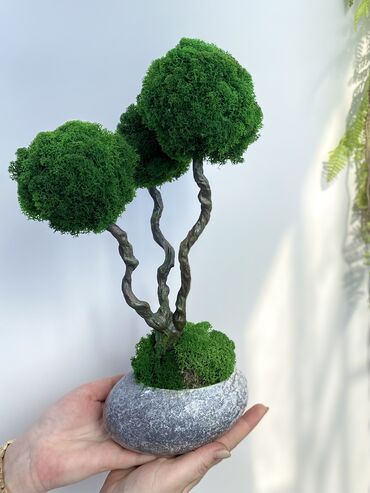 Декоративные цветы: Бонсай ручной работы из натурального стабилизированного мха от 1500 — 14