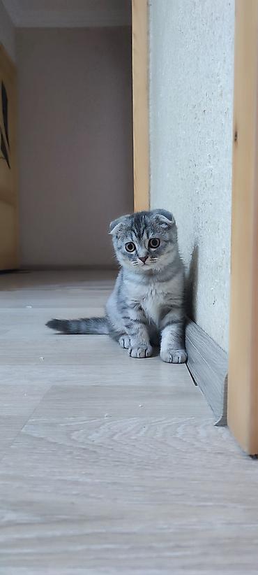 Pişiklər: Şotland yastı qulaq, Erkək, Dişi, Pulsuz çatdırılma — 18