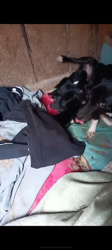 İtlər: Zvanok it balaları — 12