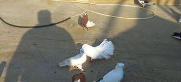 Göyərçinlər: Satılır: bəzək göyərçinləri dəsti - Növ: bəzək və uçuş üçün saxlanan — 6