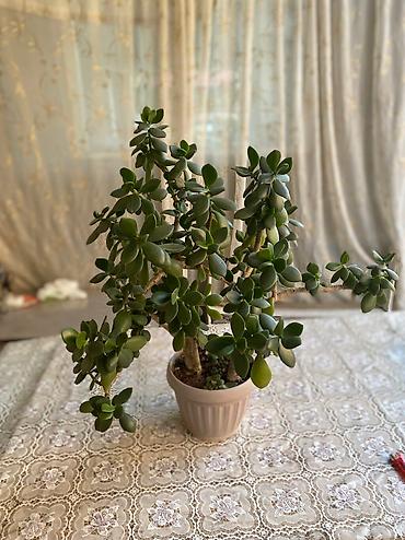 Молочаи: Молочай от 700-1000 с в зависимости от размера — 9