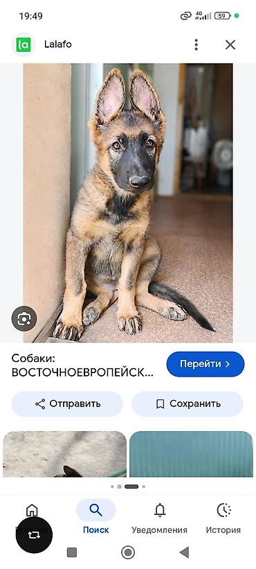 овцы с ягнятами: Куплю щенки немецкой овчарки. С док. родителей самец до 10000 с — 1