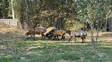 кок бору ат: Продаю | Баран (самец) | Арашан — 7