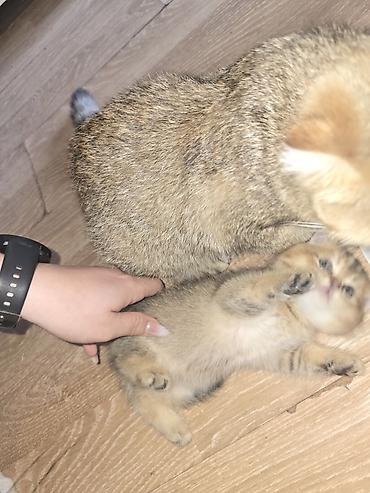 Кошки: Шотландская вислоухая, Самка, Бесплатная доставка — 4