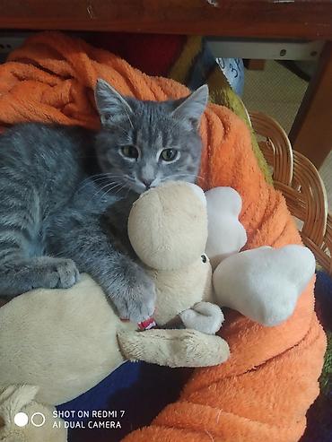 Отдам даром кошку: 3 месяца, Девочка — 11
