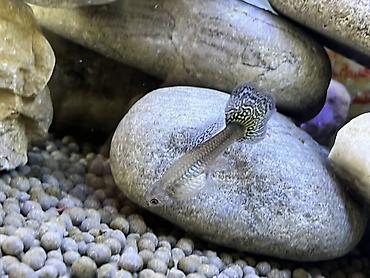 Balıqlar: Sülhsevər, Ödənişli çatdırılma -da lalafo.az — 6 Balıqlar: Sülhsevər, Ödənişli çatdırılma — 6