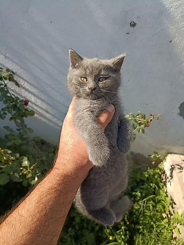 Кошки: Шотландская — 7